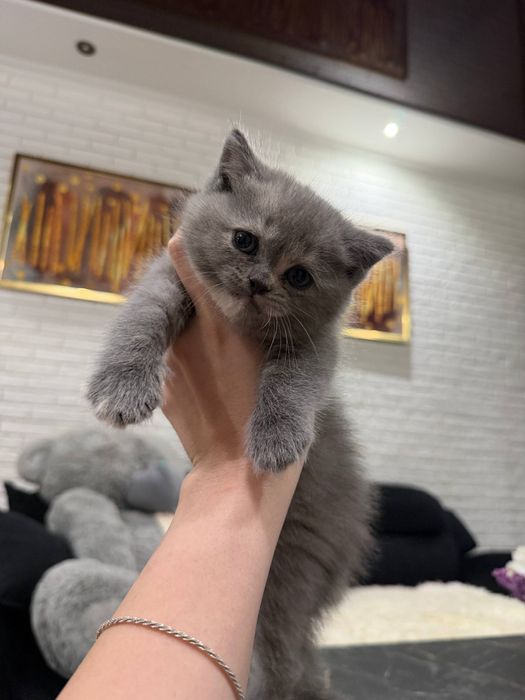 Продается котёнок Scottish strayt