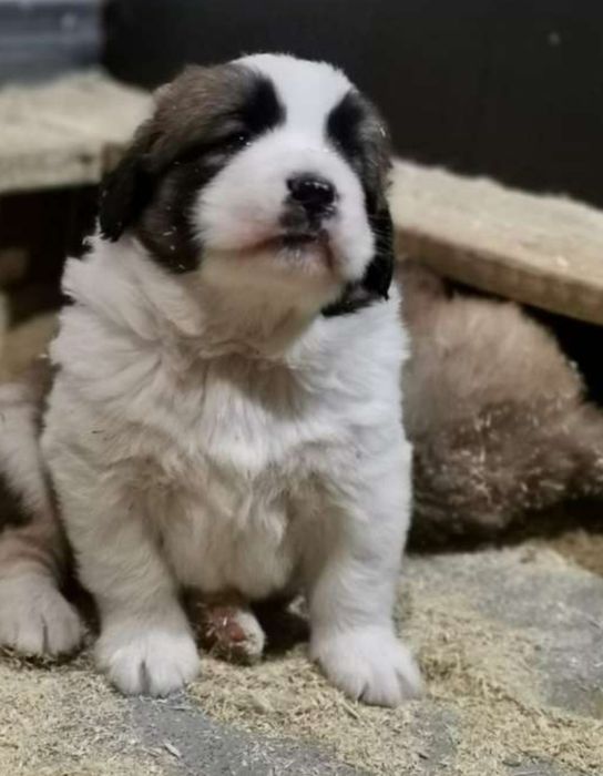 Щенки Московская сторожевая