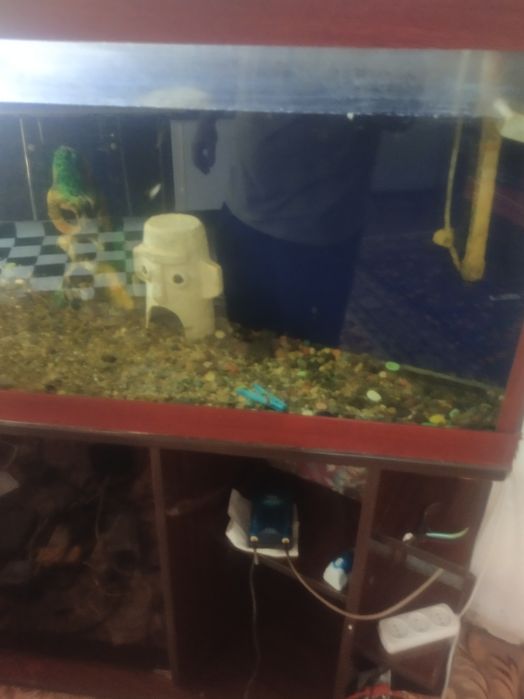 Akvarium sotiladi kotta