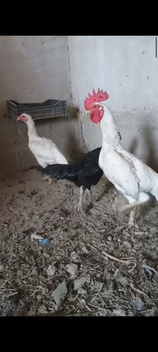 Ок шалпанг тухумлари сотилади.