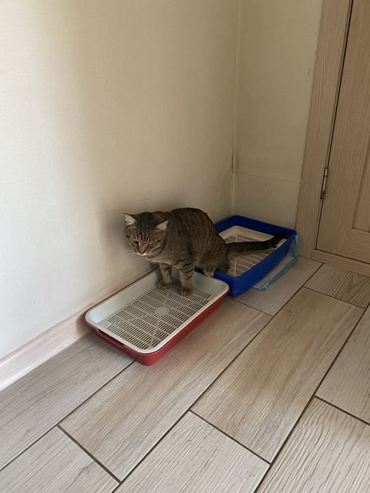 Дарю кастрированого кота