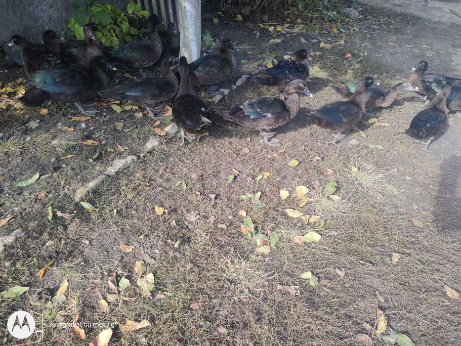 vând rate leșești negru sălbatic