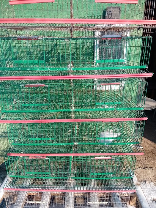 Custi prepelite 70 RON buc