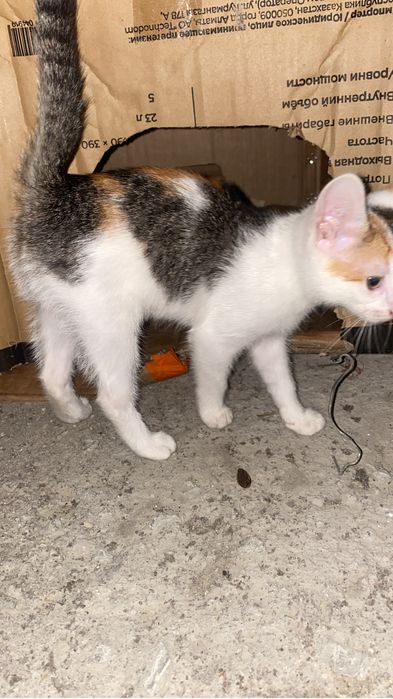 Котята в добрые рук
