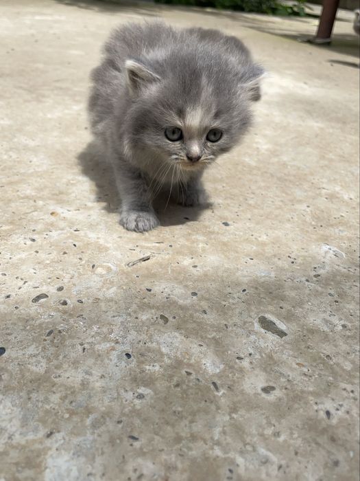 Чистокровные скоттиш страйт котята