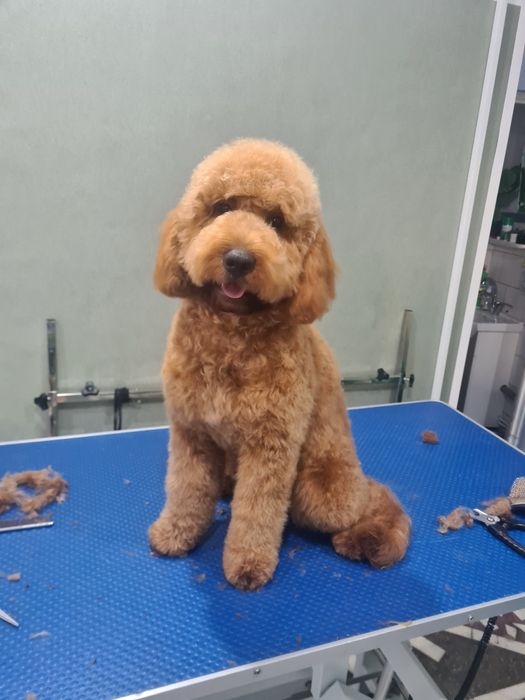 Frizerie canina,Salon,Cabinet Veterinar Petroșani