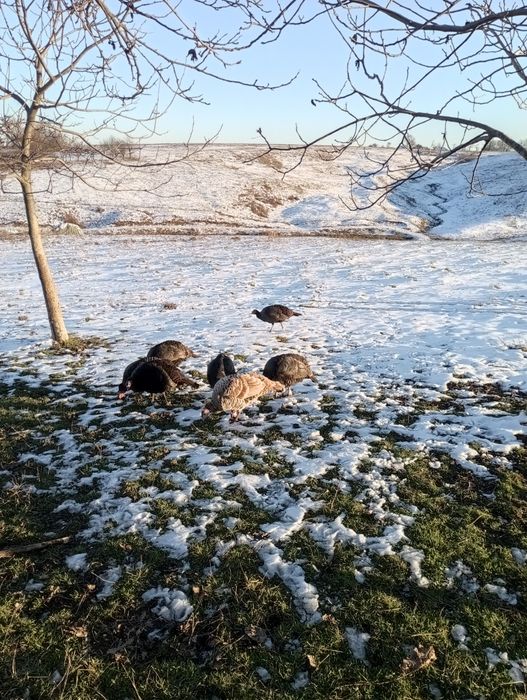 Vând curci  de anul acesta