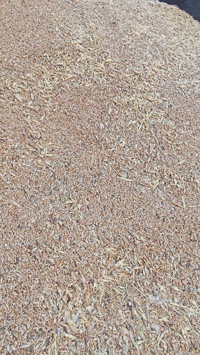 Зерноотходы пшеничные