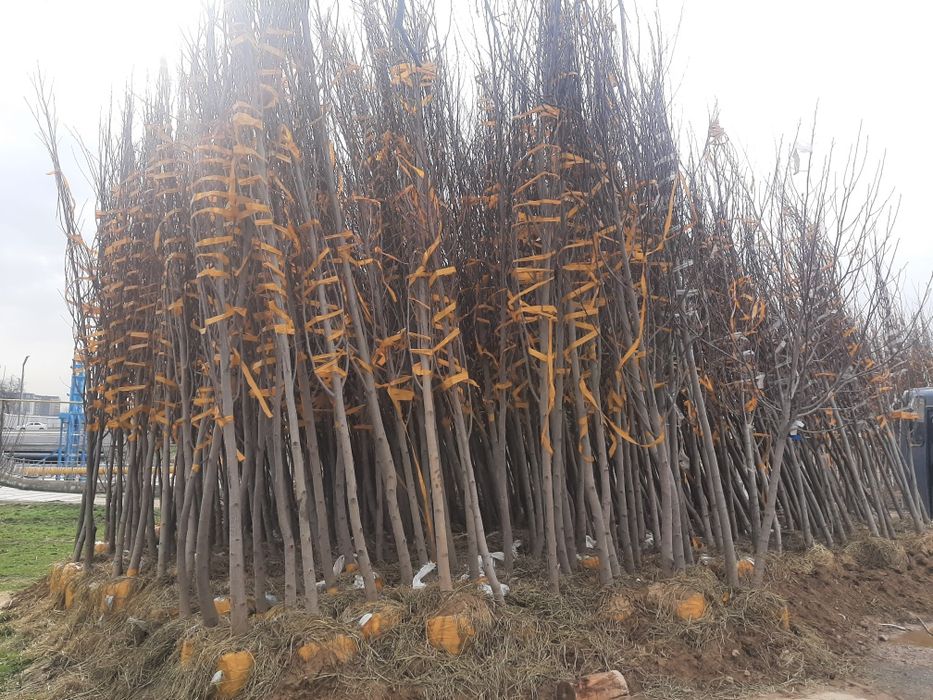 Manzarali daraxt ko'chatlari