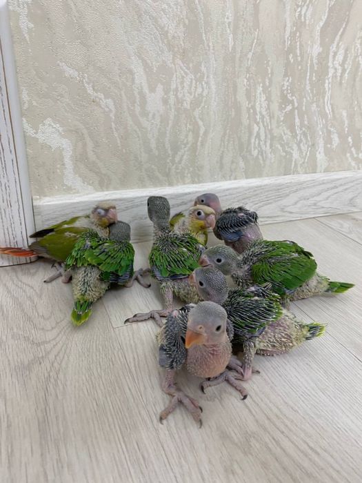 ajereliya papugay jojalari sotiladi