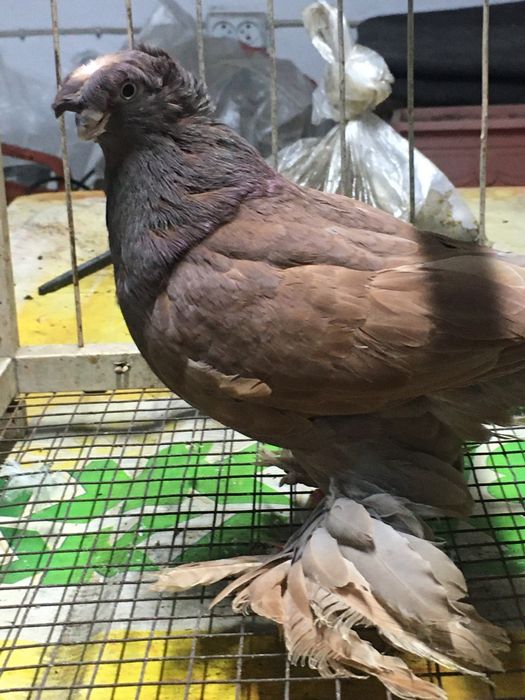 Красная молодая голубка