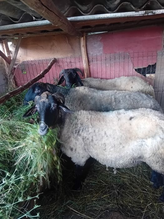 Oi carabaci de vânzare