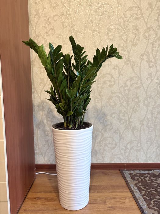 Компатные цветы, замиокулькус