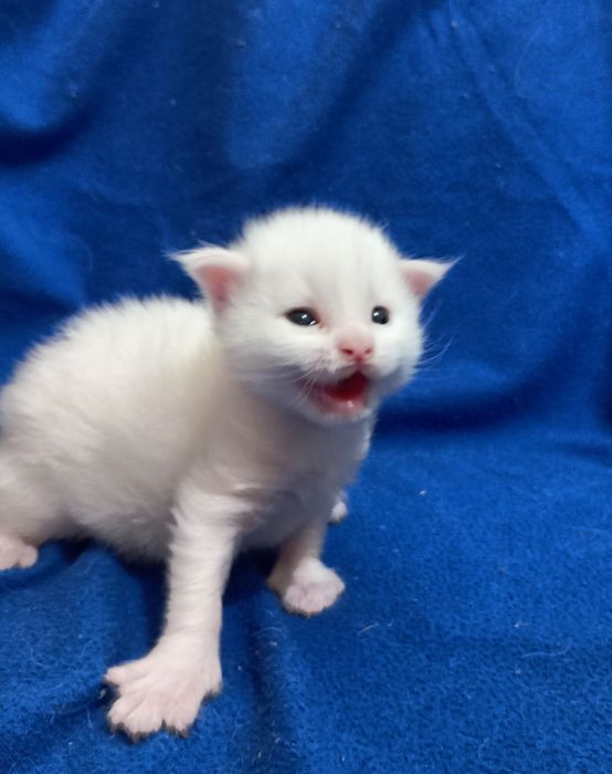 Милейшие котята Мейн Кун