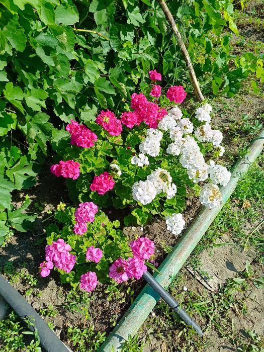 Герань цветущая пеларгония