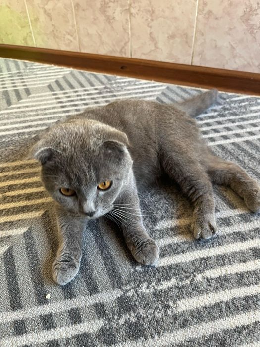 Шотландская вислоухая кошка продается