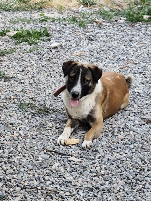 Отдам даром собаку