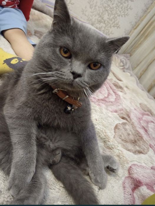 vyaska sotilmidi optniy skotish strayt