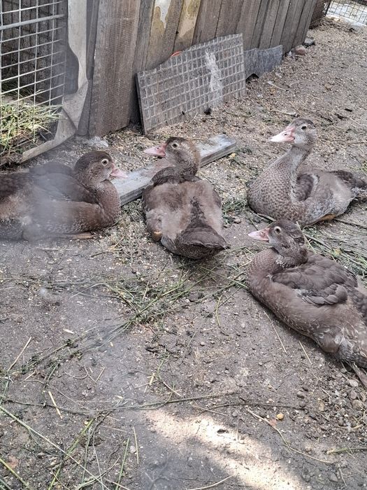 Vindem pui de rață