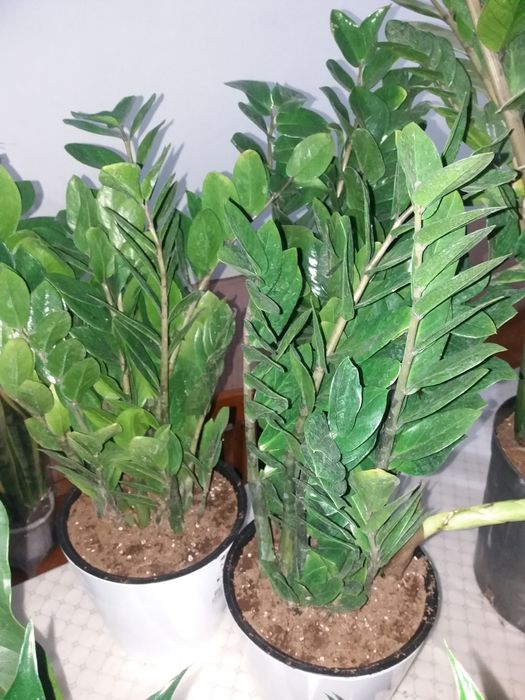 Продается комнатные цветы