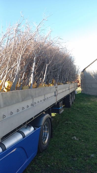 Тополь дуб ясень гортензия