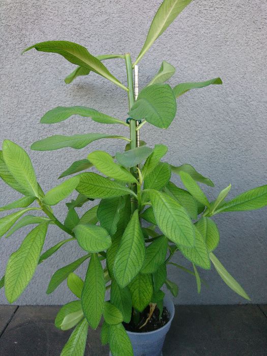 Planta verde Arbore de cauciuc