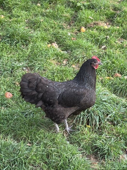 Vand perechi sau familii Australorp Negru Albastru