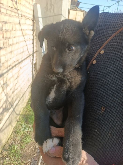 Щенок в хорошие руки