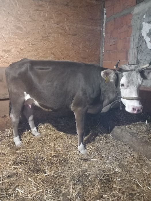 Vaca de vanzare,gestanta în 5 luni