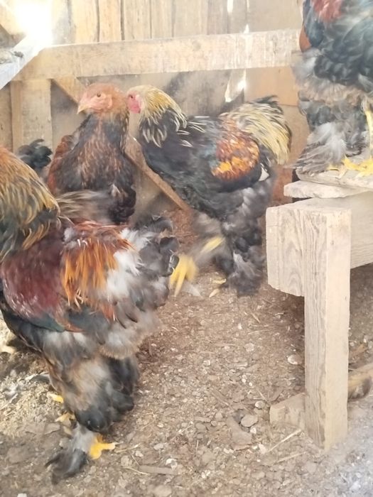 Петухи курапатчитой брамы