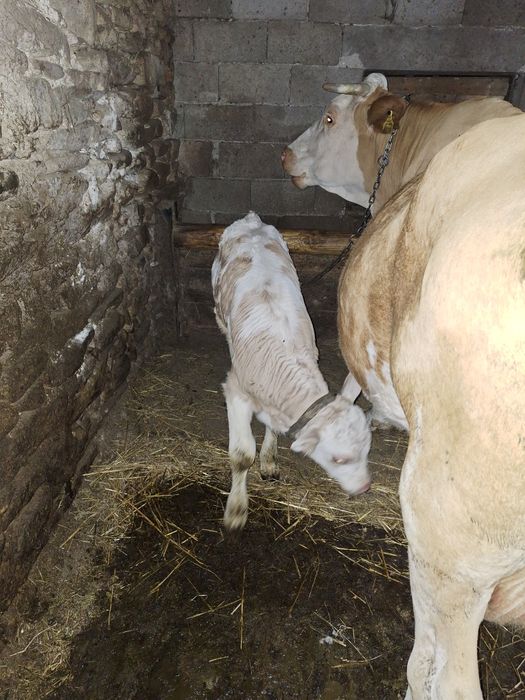 Vaca si vițel de vanzare