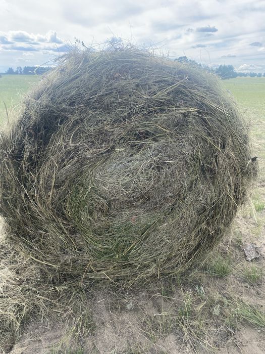 Продам сено разнотравье