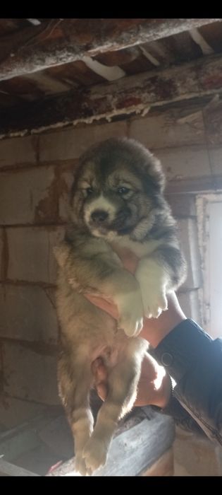 Продам щенка тобета кабель.