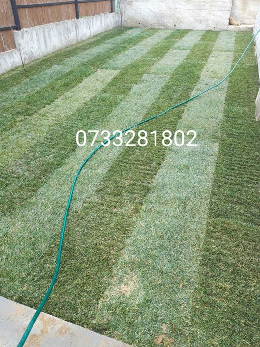 Vând mesteacăn, tei, platan, paltin, brazi, Tuia, gazon