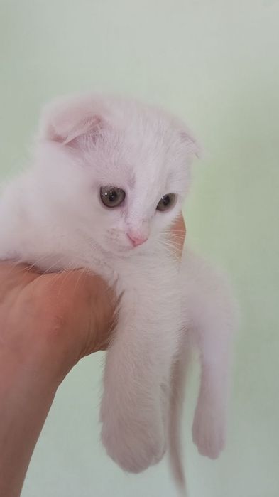 Продам белоснежную девочку