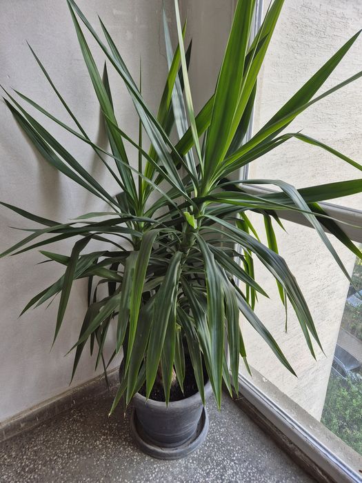 Домашна палма юка