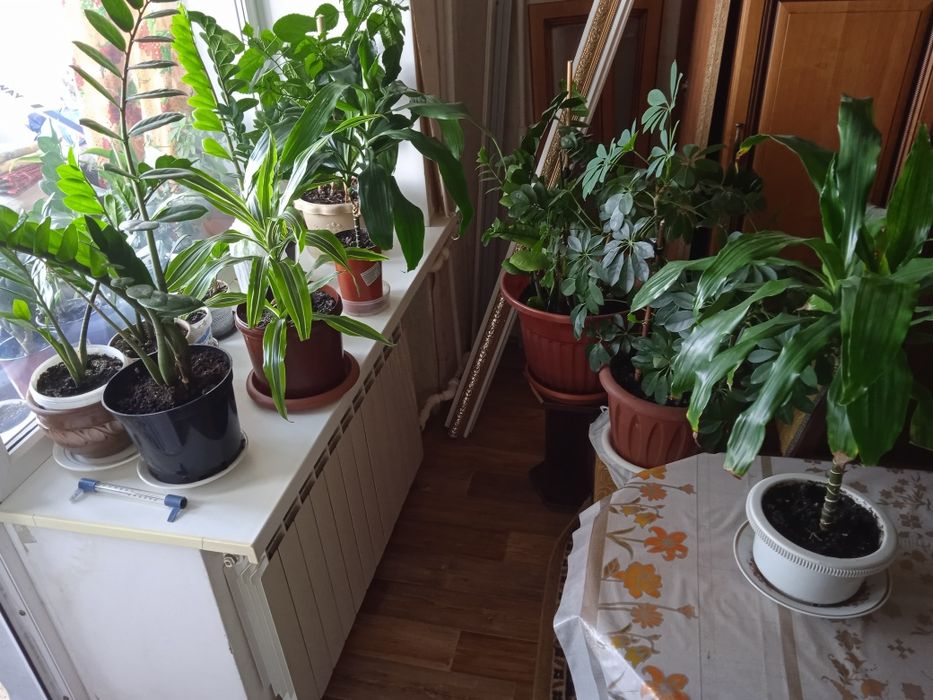 Продам комнатные цветы