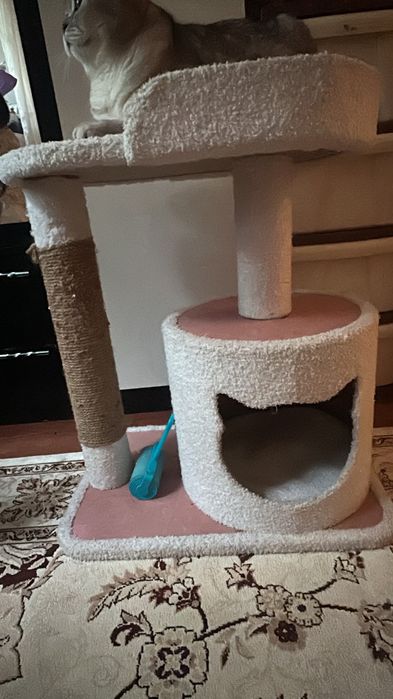 Продается кошка .