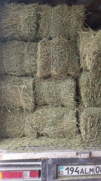 Салома, Клевер, Сено.