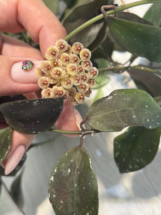 В ассортименте хойи