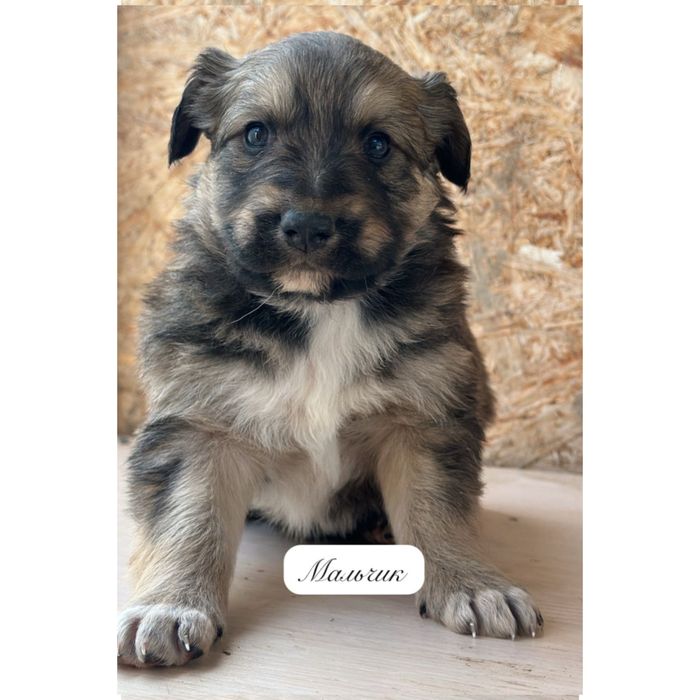 Отдаются только в добрые и ответственные руки!