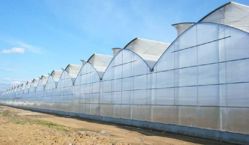 Испанские, корейские теплицы в Узбекистане