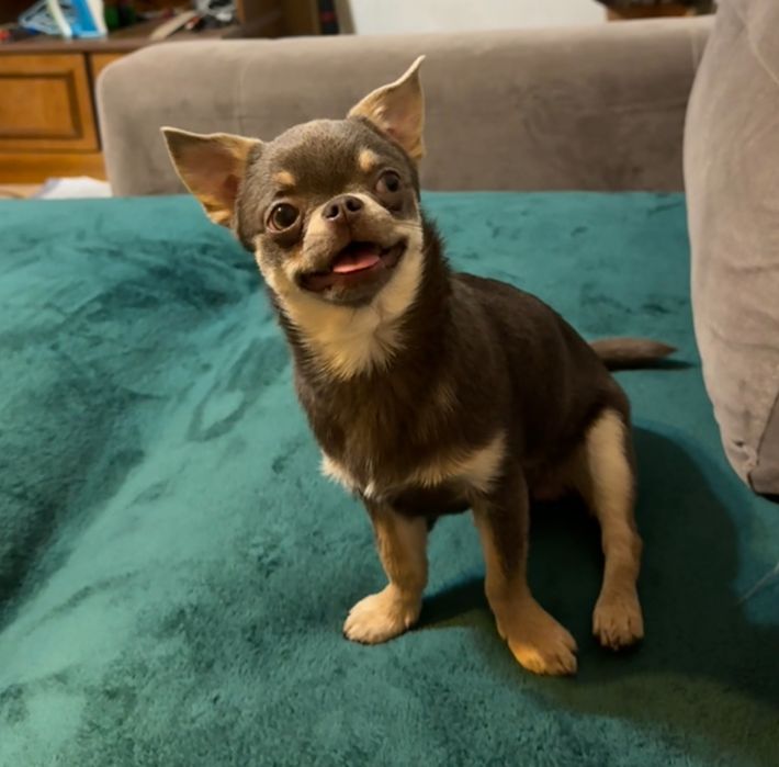 Ищем девочку чихуахуа для вязки