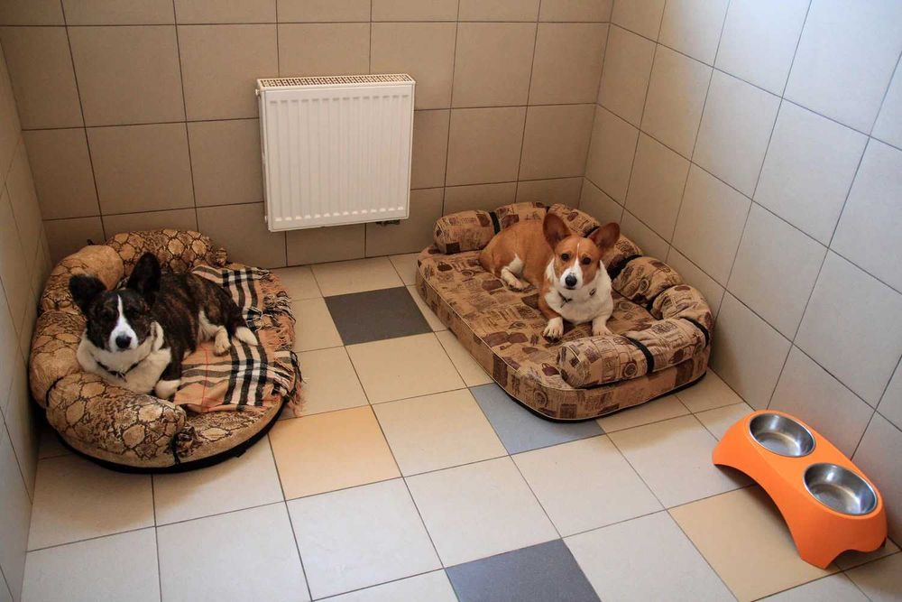 Передержка домашних питомцев!