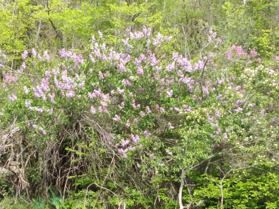 Продава се Парцел в с. Комщица, Област София-област - 1235 кв.м за 40 €/кв.м - Снимка #8