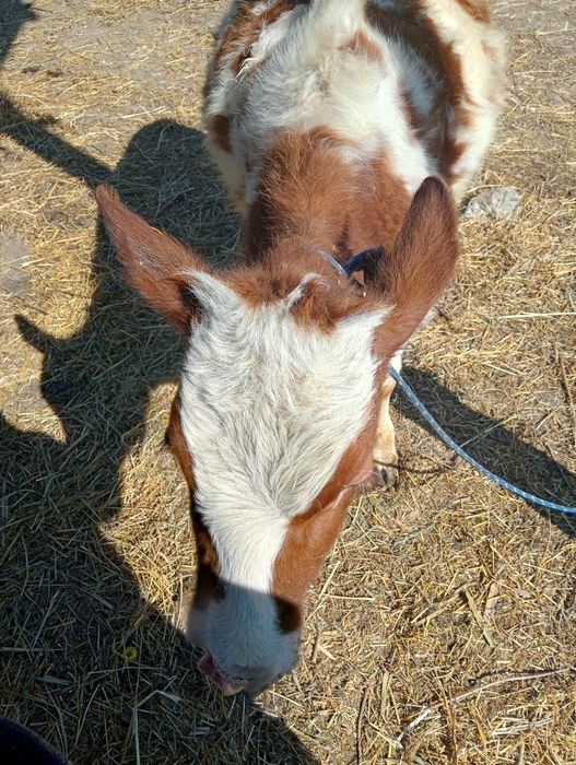 Vând vitea bălțată