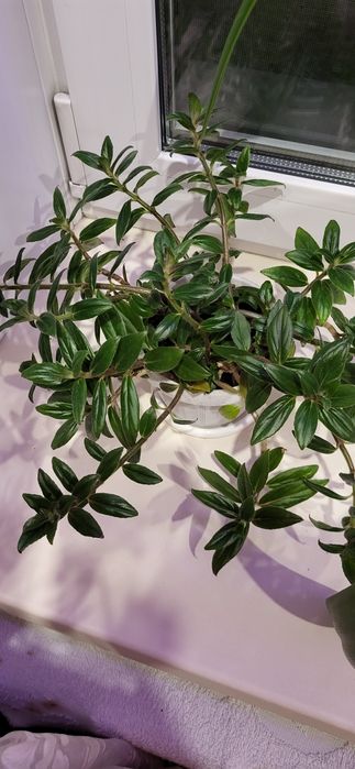 Колумнея продам.