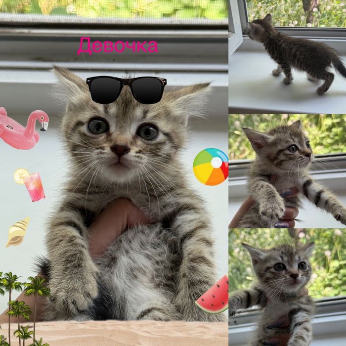 Продаю котят породистые
