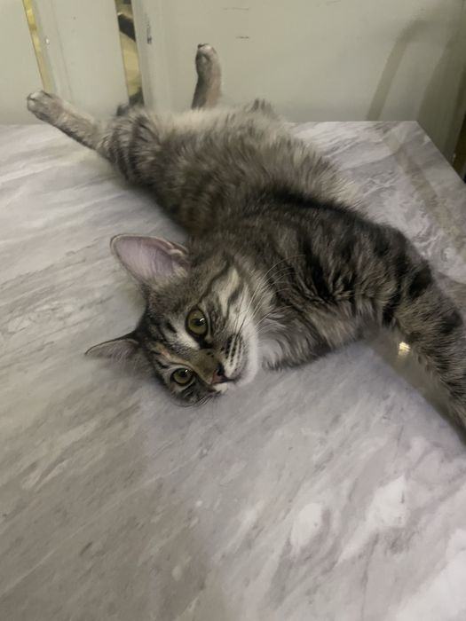 Только дарим хороших рук бесплатно