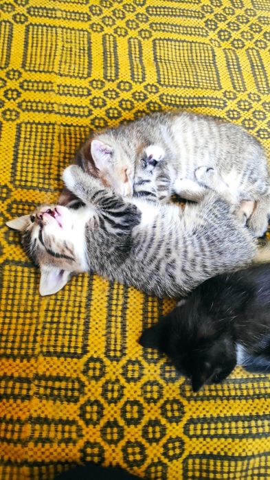 Малки котенца, супер сладки